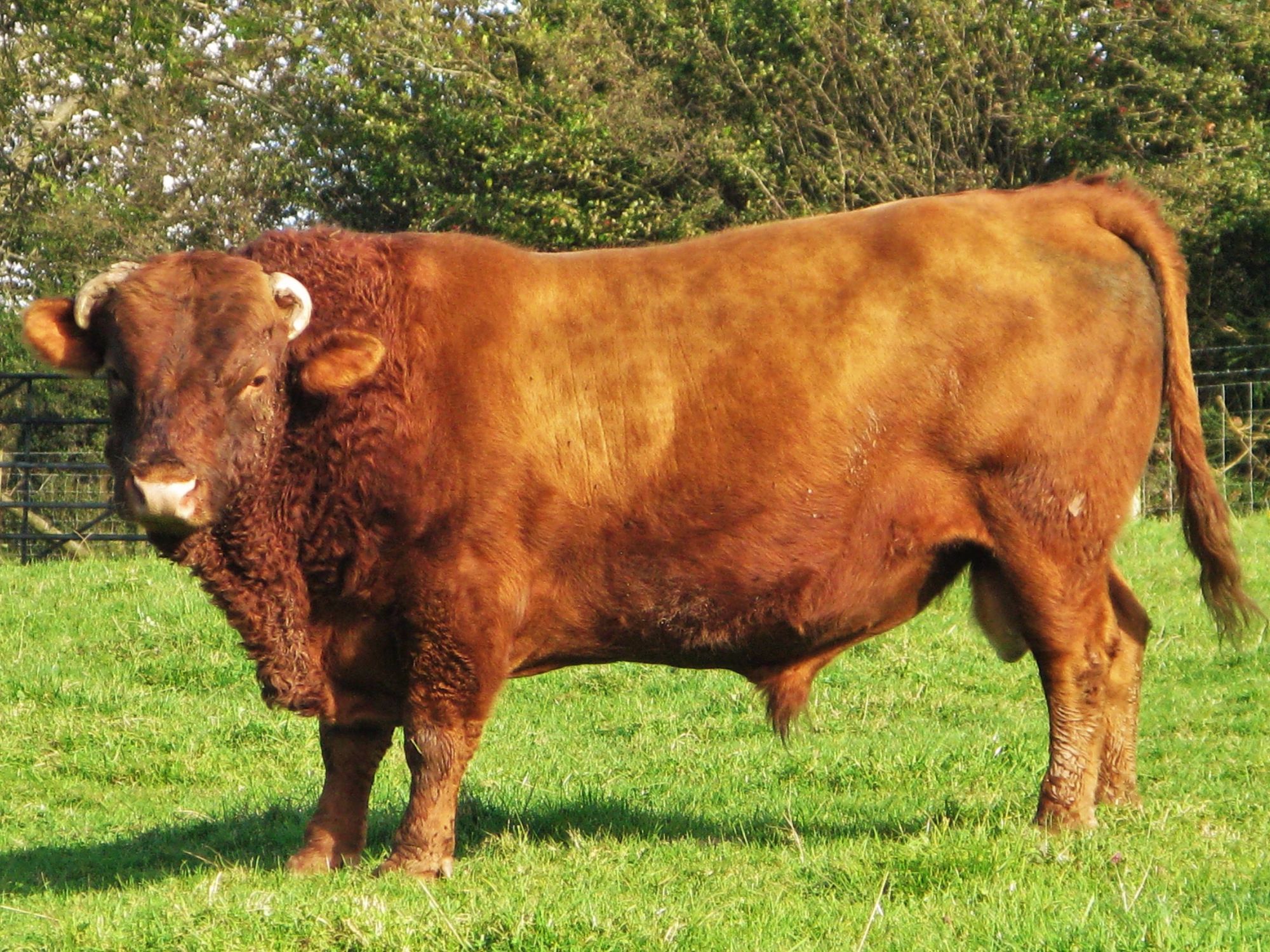 A non-short Dexter bull