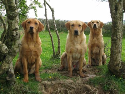 Bancyboblen Breeze with her parents, Dodge and Cira