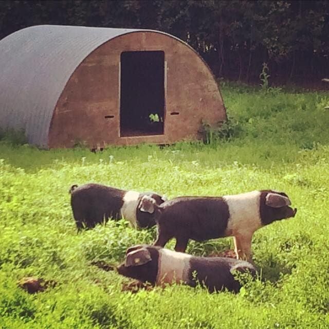 Saddleback pigs in their field