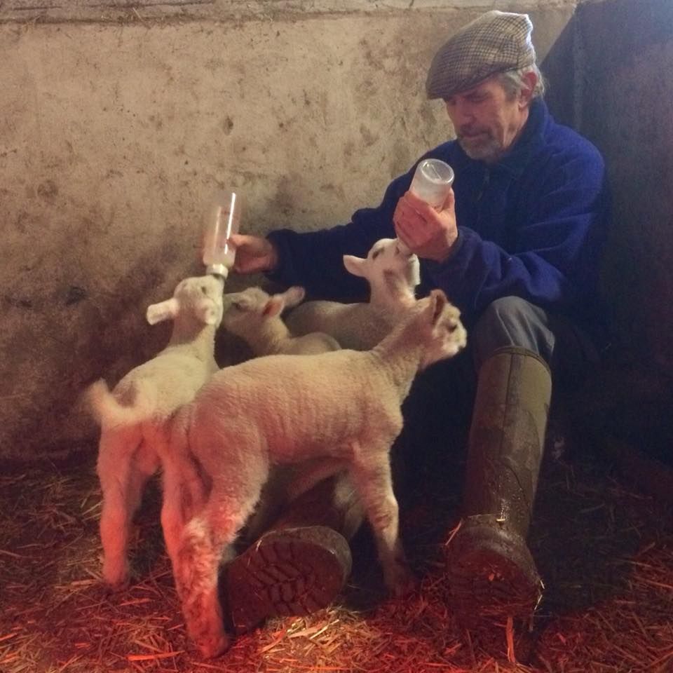 Ryan bottle feeding orphan lambs