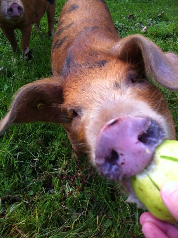 Oxford Sandy and Black pig being hand fed an apple