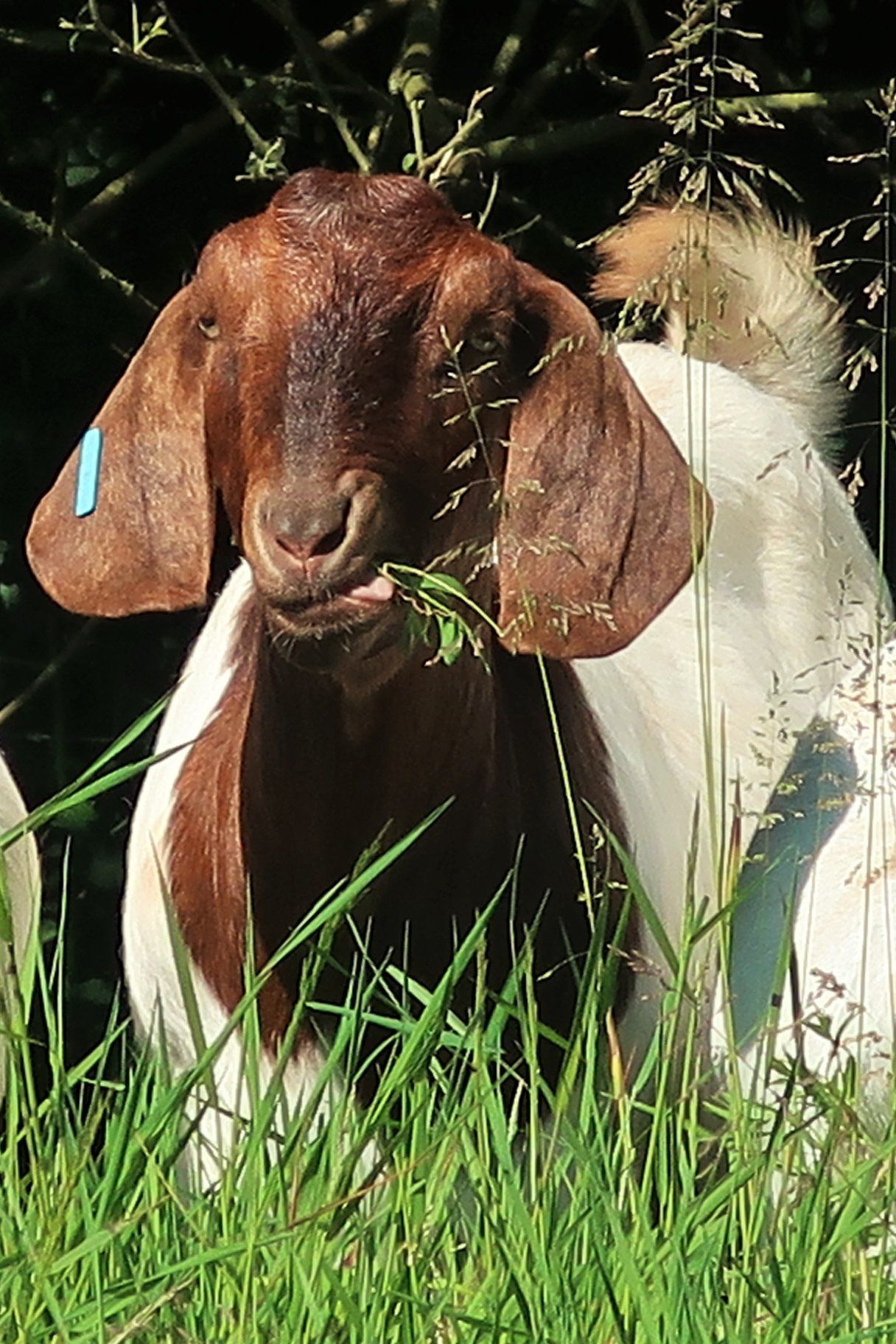 Boer goat eating grass