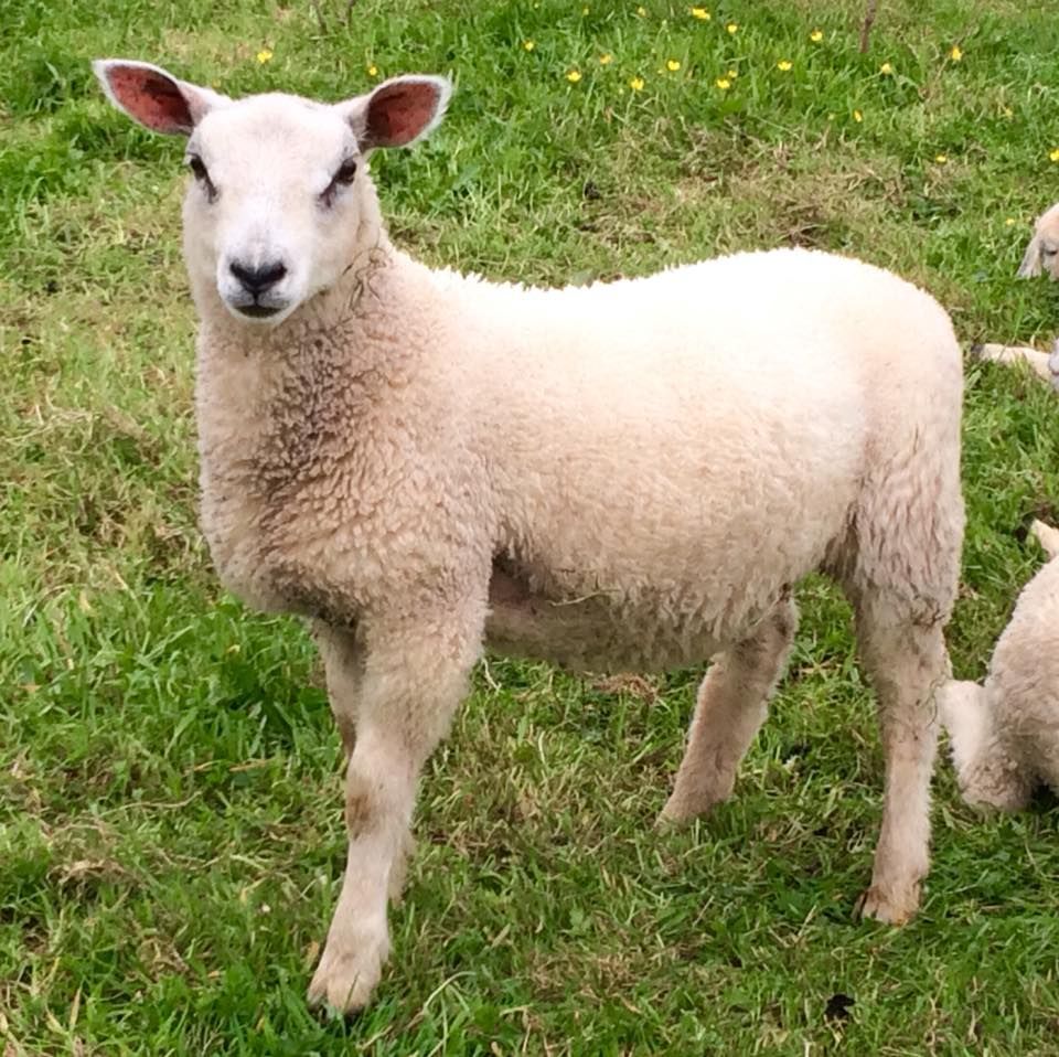 One of our lambs at Cilwg