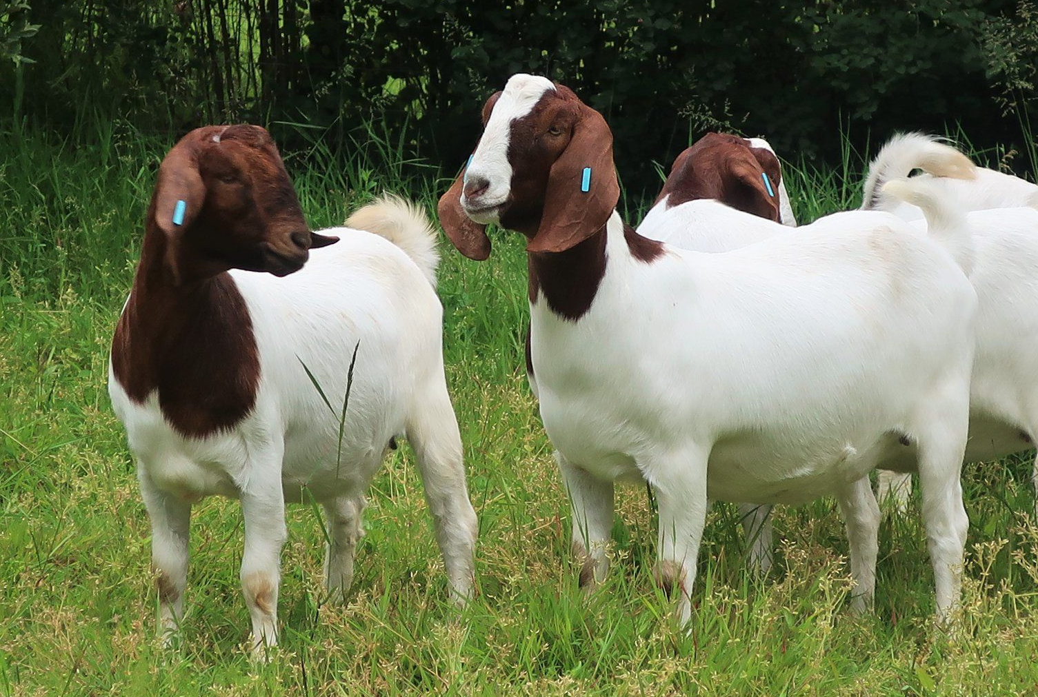 Boer goats out in the field
