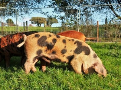 Pigs out in their enclosure enjoying the sunshine
