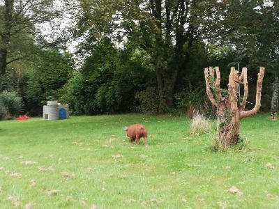 Escapee pig in the garden