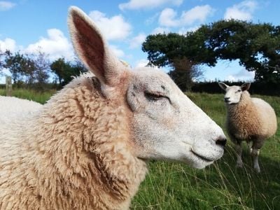 Sheep out in the field