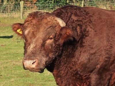 Simply Red, the non-short Dexter bull