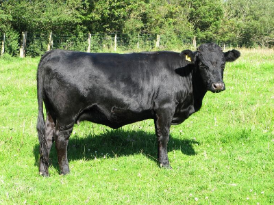 Heulwen, a non-short black Dexter heifer