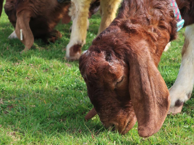 Tamala, a Boer goat, grazing