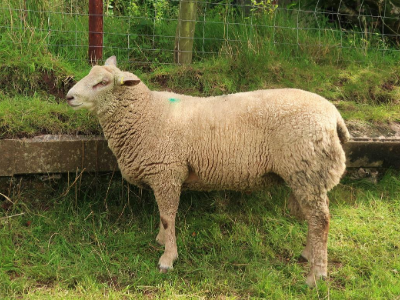 Victor, a Charollais ram