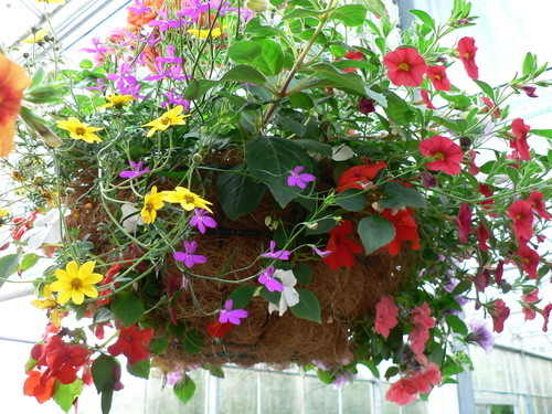 Hanging Basket