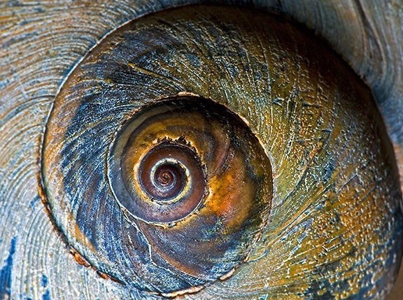 A snail shell, depicting the spiral geometric pattern that is found throughout nature. From our DNA spiral to galaxy spirals, spirals are symbols of divine order, beauty, expansion and perfection.