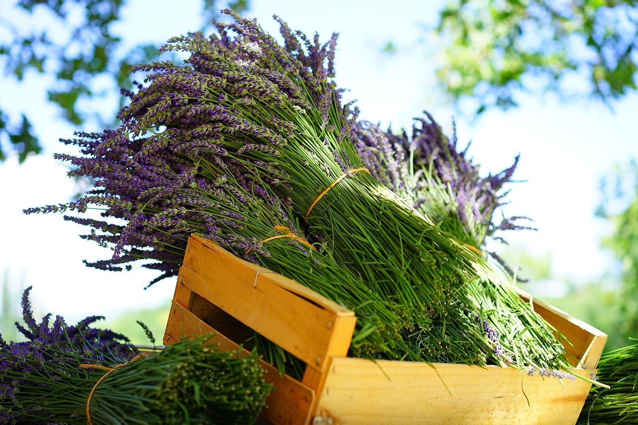 Fresh-cut lavender stalks tied in bunches arranged in a box.