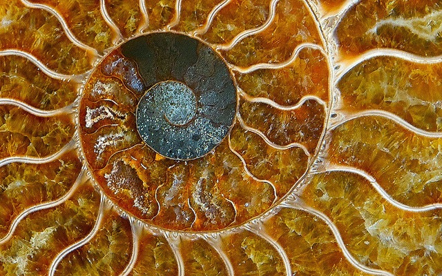 A Nautilus shell, depicting the spiral geometric pattern that is found throughout nature. From our DNA spiral to galaxy spirals, spirals are symbols of divine order, beauty, expansion and perfection.