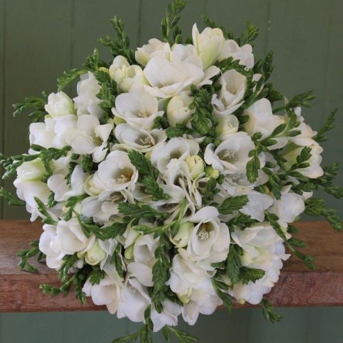 White Freesia Knot