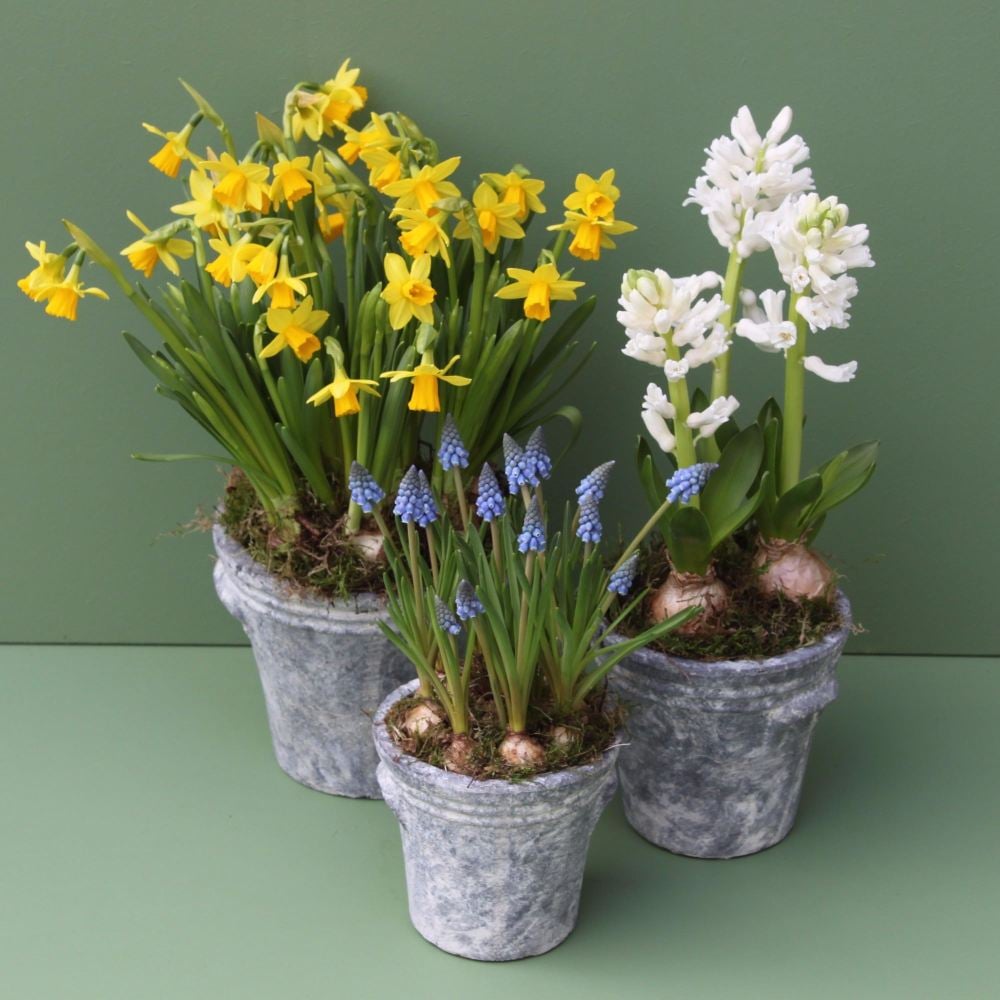 Trio of Spring Bulbs