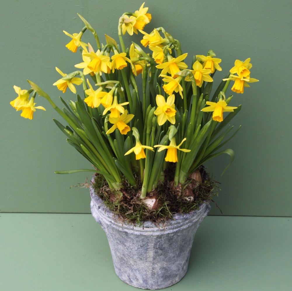 Miniature Daffodil Pot