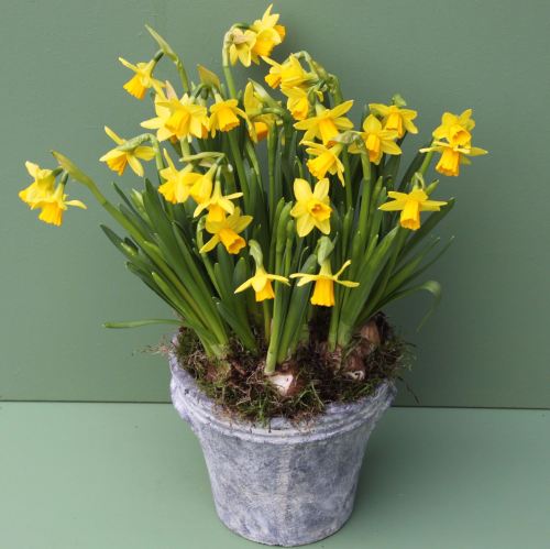 Miniature Daffodil Pot