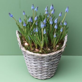 Muscari Basket
