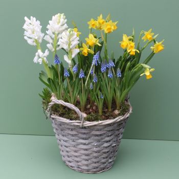 Basket of Spring Bulbs