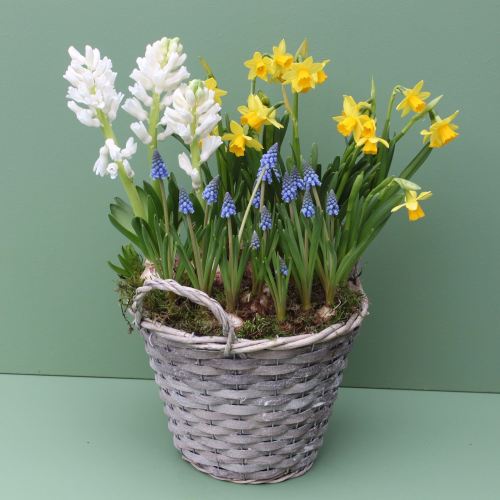 Spring Basket