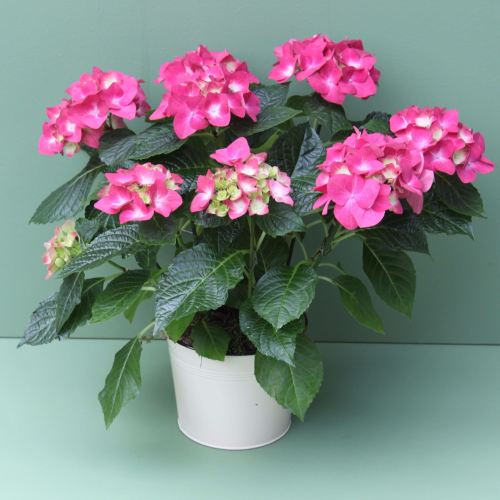 Magenta Pink Hydrangea Plant