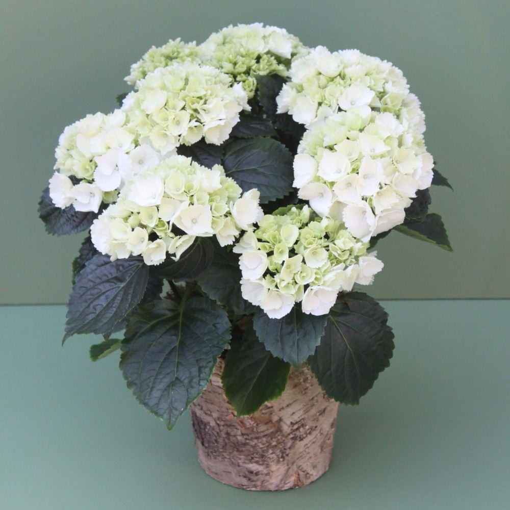 White Hydrangea Plant