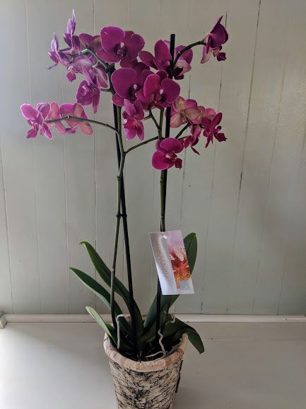 Sussex Florist Delivering Same Day Magenta Phalaenopsis Orchid Plants