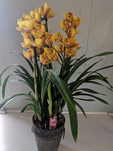 Pale yellow Phalaenopsis Orchid. Price from