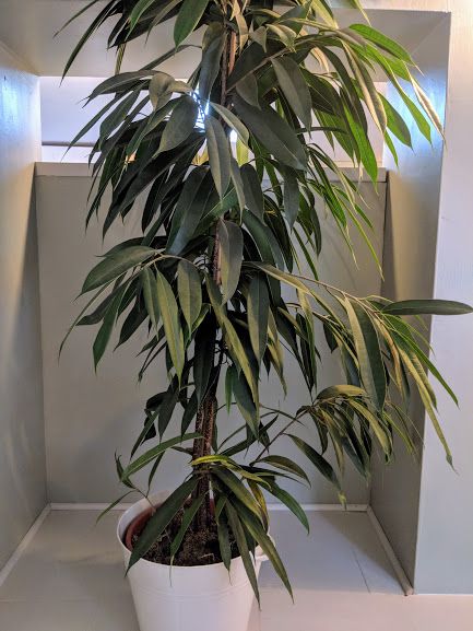 Variegated Ficus Benjamina. Price from