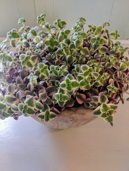 Variegated Ficus Benjamina. Price from