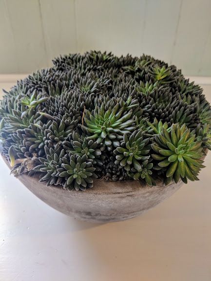 Variegated Crassula Pellucida. Price from