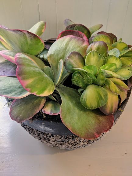 Kalanchoe Luciae. Price from