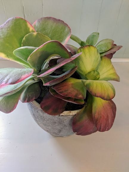 Bowl of Kalanchoe Luciae. Price from