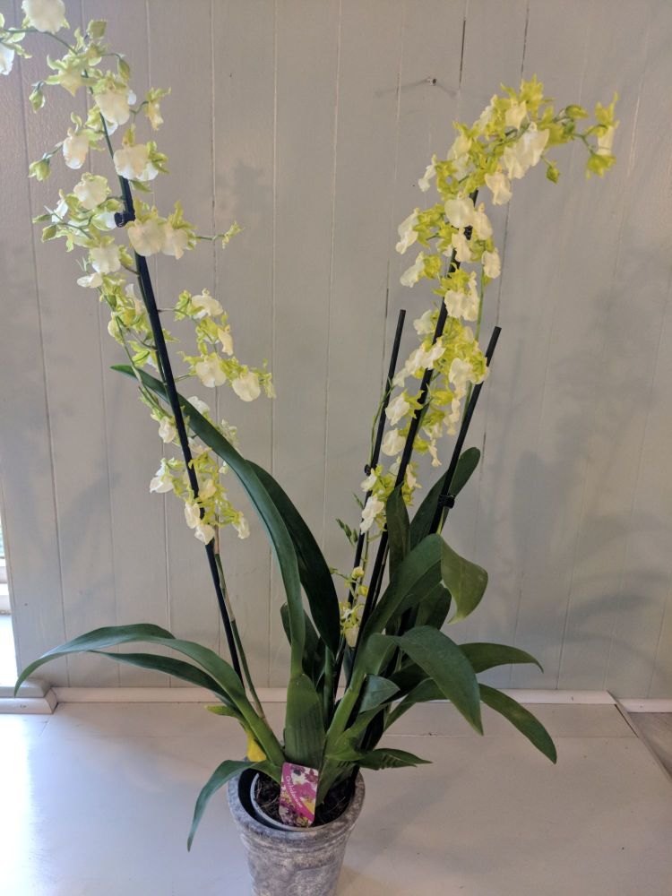 White Oncidium Pupukeya Orchid