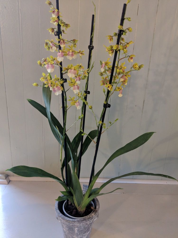 Pink Oncidium Pupukeya Orchid