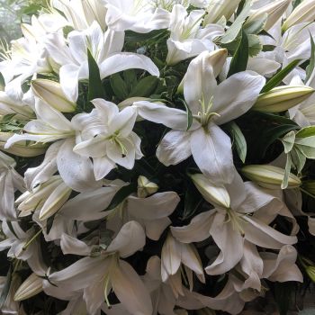 16. White Oriental Lily Coffin Spray. Price From