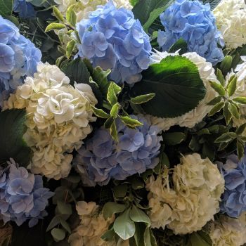 White & Blue Hydrangea Coffin Spray