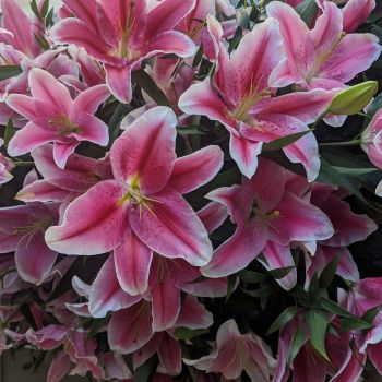 57. Pink Oriental Lily Coffin Spray. Price From