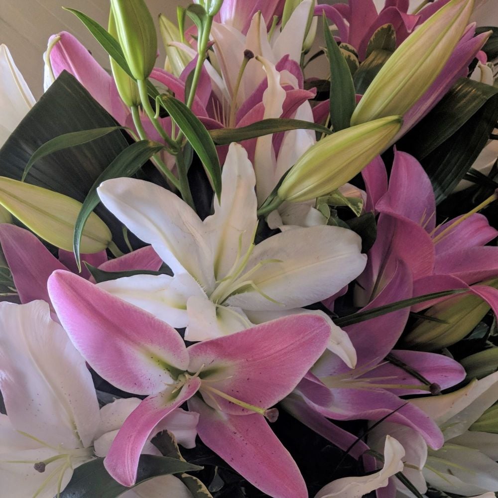 All Pink Lilies