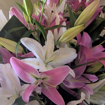 Pink & White Lilies