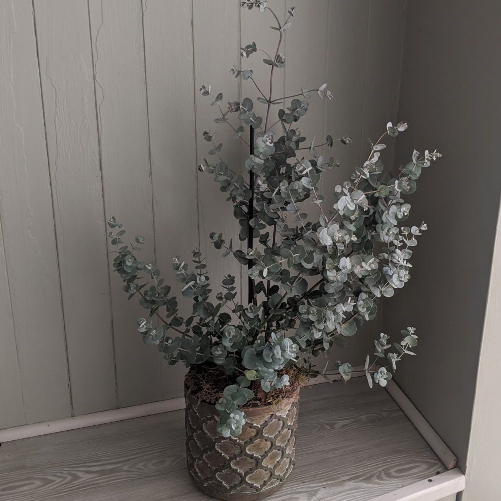 Eucalyptus 'Blue Ice'. Price from