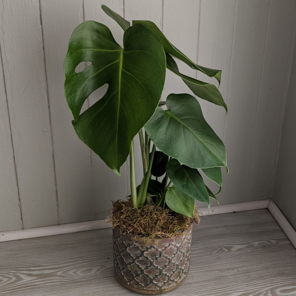 Monstera Deliciosa. Price from