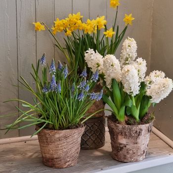 A Birch Trio of Spring Bulbs
