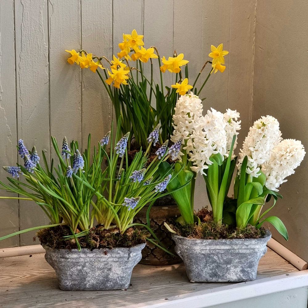 A Trio of Spring Bulbs Planters