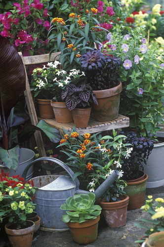Conservatory plants for sale