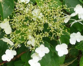 Close up flowers on Climbing Hydrangea