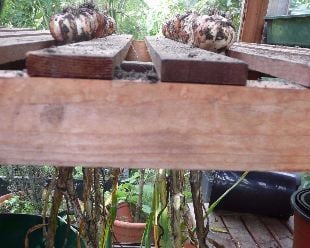 Garlic drying prior to cleaning by The Sunday Gardener