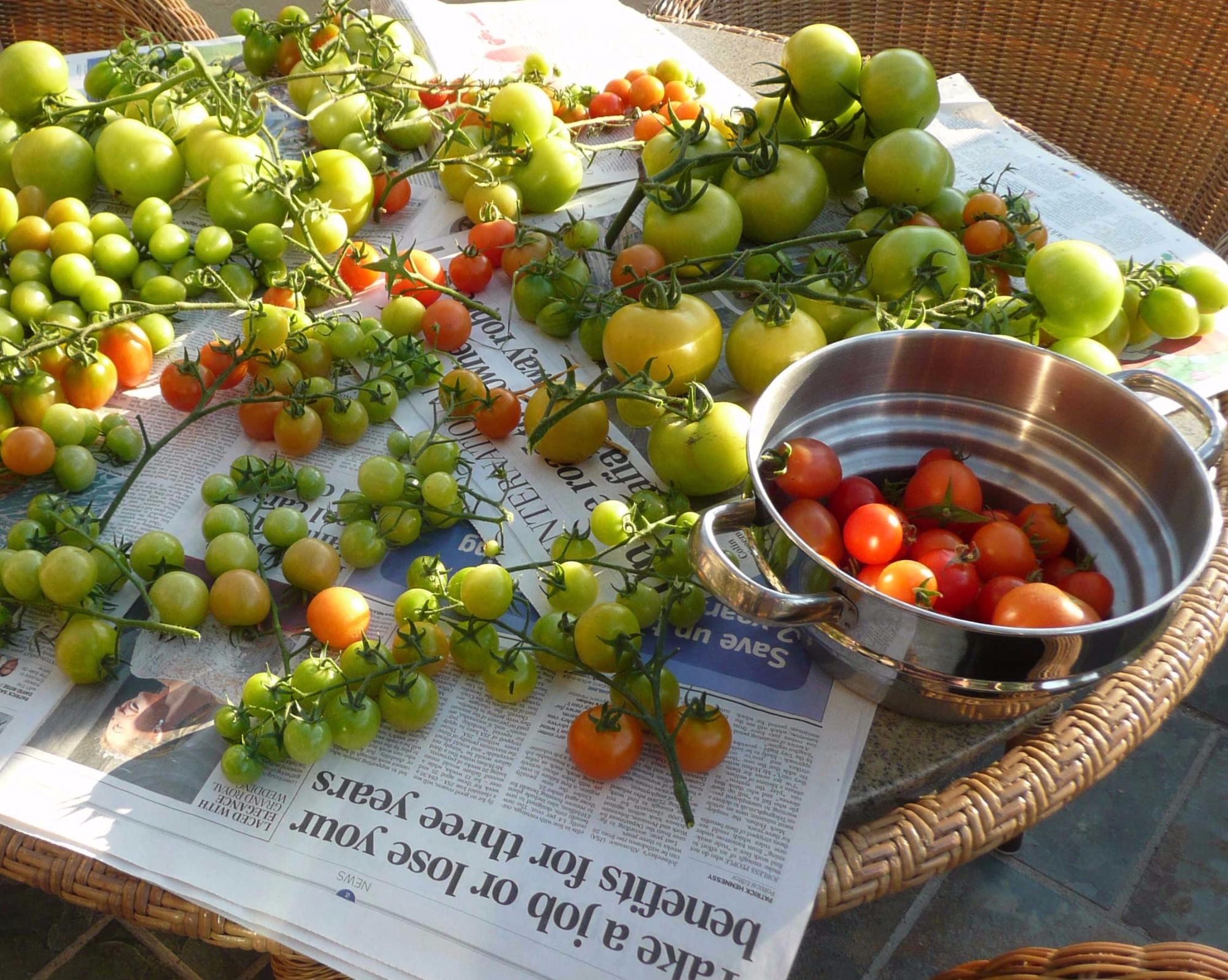 Best way to Ripen Green Tomatoes